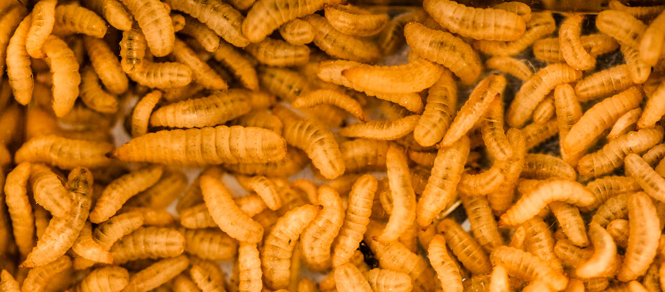 larvae 