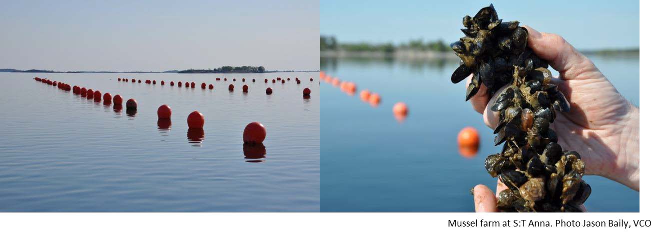 'Mussel farming in the Baltic Sea as an environmental measure -  new positive data' A factsheet from SLU Aquaculture in collaboration with SUBMARINER Network