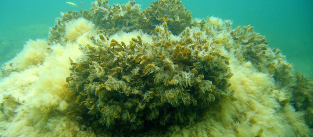seaweed in the water