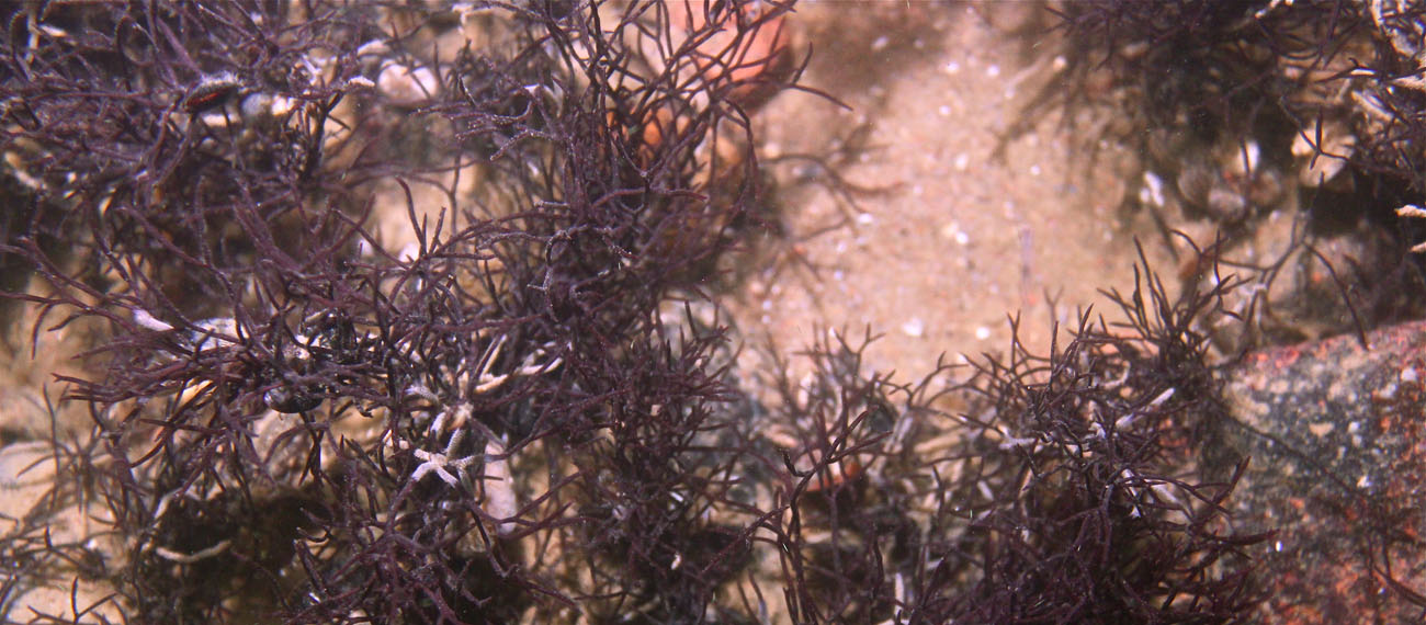 Seaweed projects in the Baltic Sea region