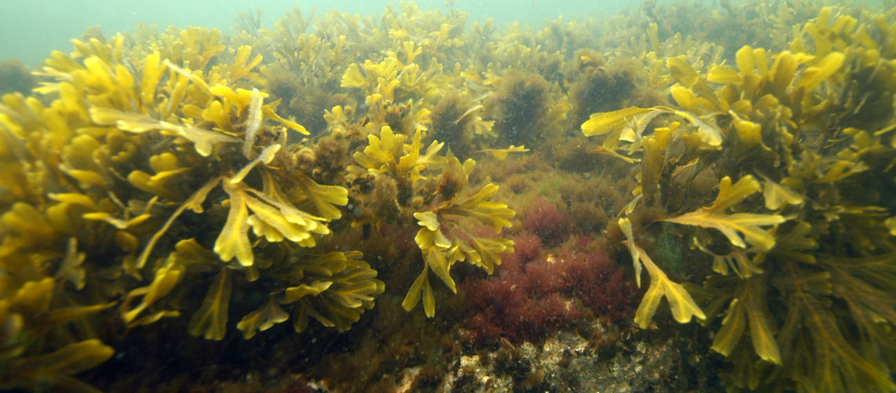 seaweed in the water