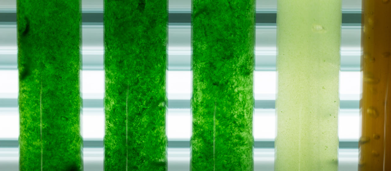 Closed energy and nutrient cycle in the microalgae cultivation