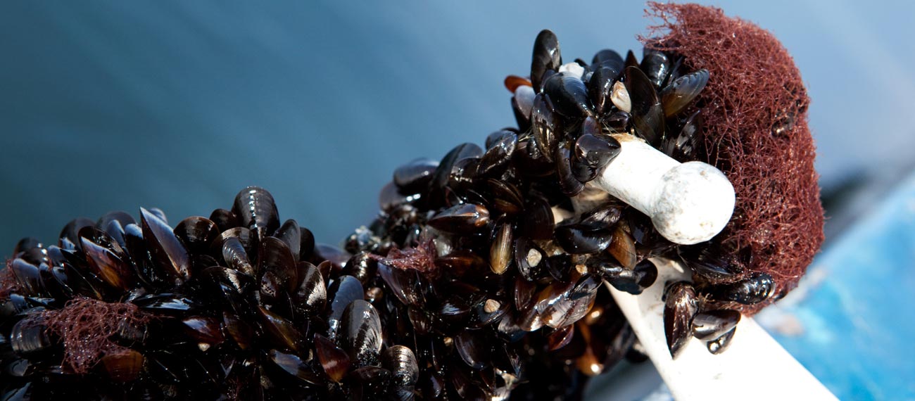 German Stakeholder Meeting: mussel farming & water quality in the Baltic Sea'