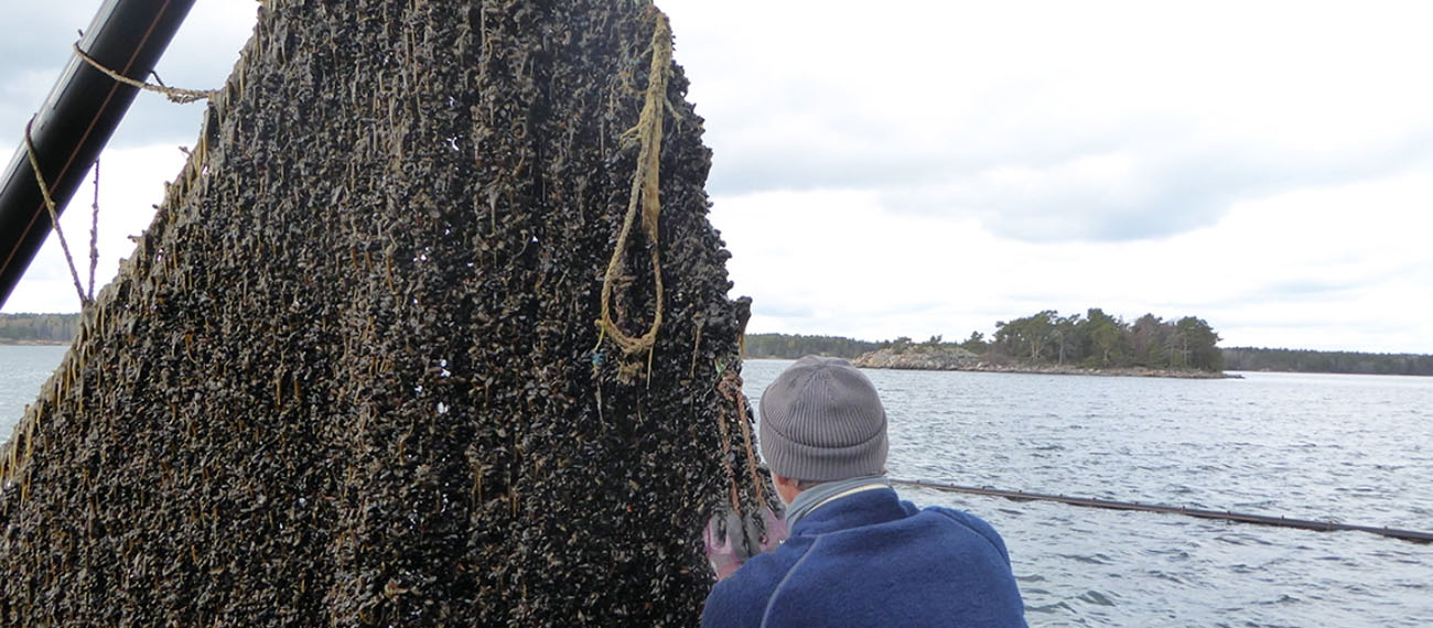 Mussel cultivation