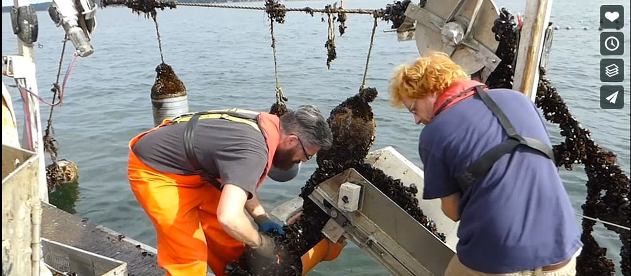 Video - mussel farming in the Baltic Proper