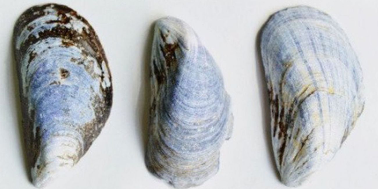 Biome: Baltic Sea mollusk shells for bone tissue engineering
