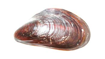 Mollusks
